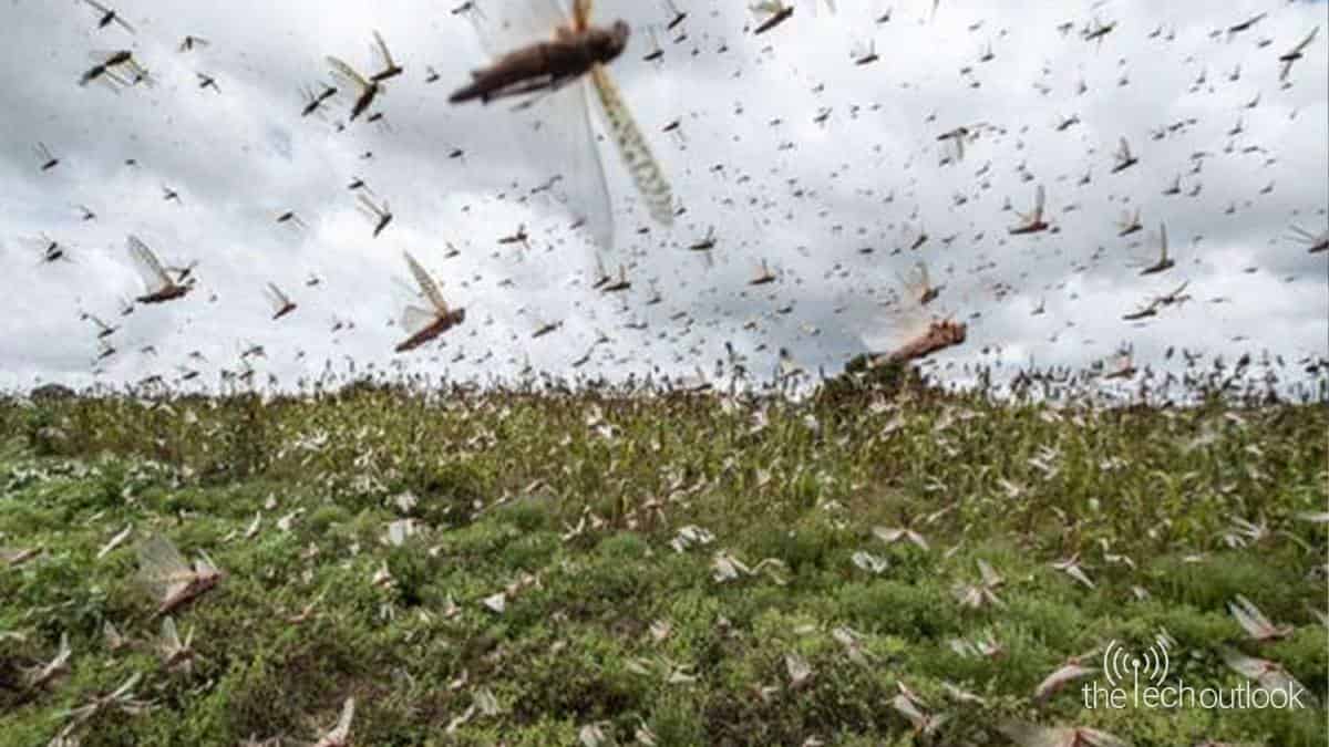 Locust attack delhi mathura