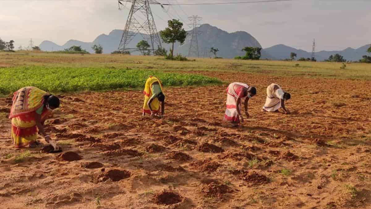 The Walmart Foundation announces two new grants to help India’s smallholder farmers