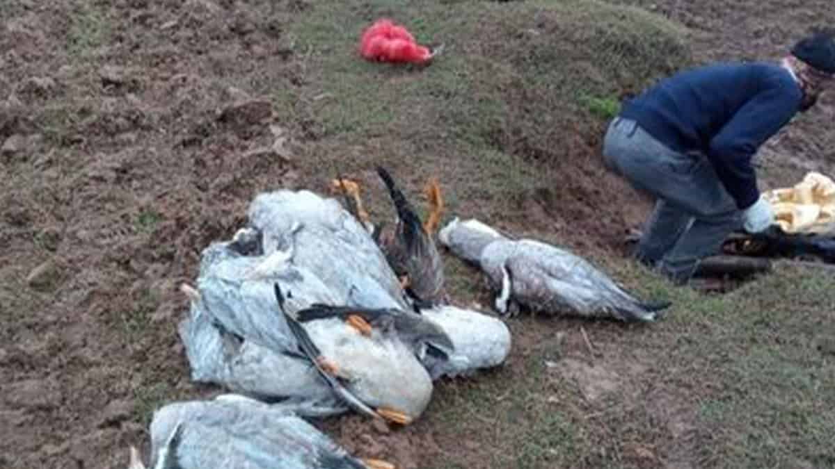 Bird Flu knows by AVion Flu confirmed in Himachal Pradesh, warning issued after 1800 migratory birds found dead near Pong Dam Lake