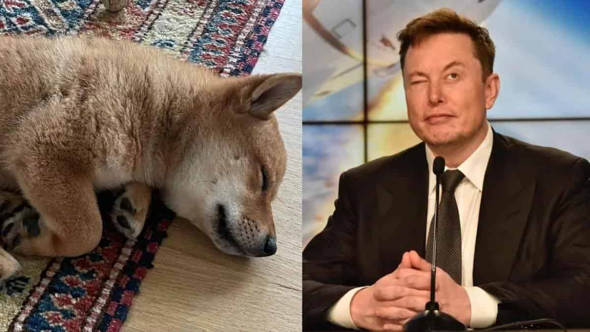 Elon Musk Wants his dog Floki to be the next CEO of dogecoin