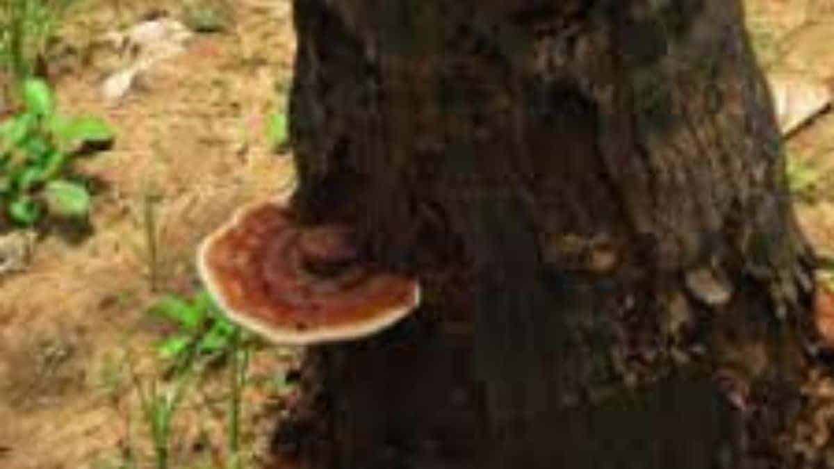 Two fungi linked to basal stem rot