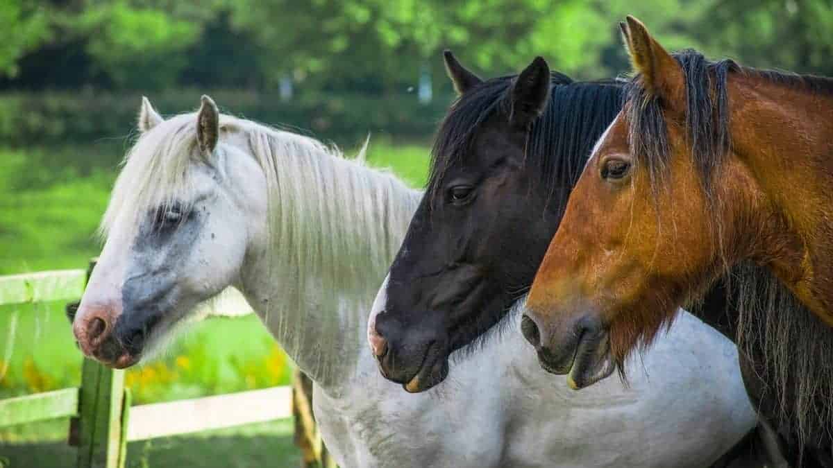 How Many Viewers Watch The Kentucky Derby Worldwide?