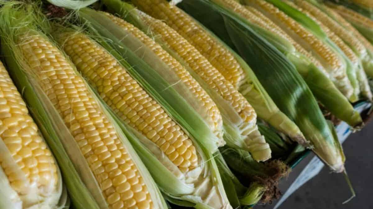 13 Actionable Corn Farming Tips for 2022