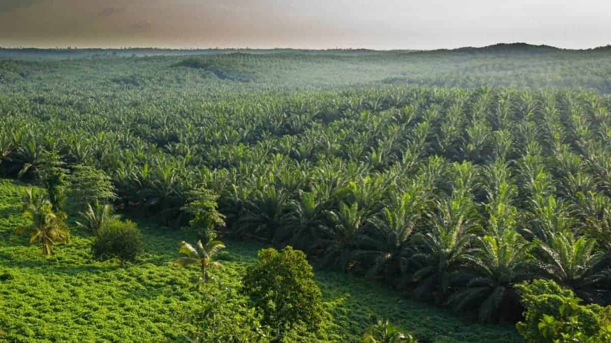 Anonymous Collective has hacked emails from PT Rea Kaltim Plantations and Group