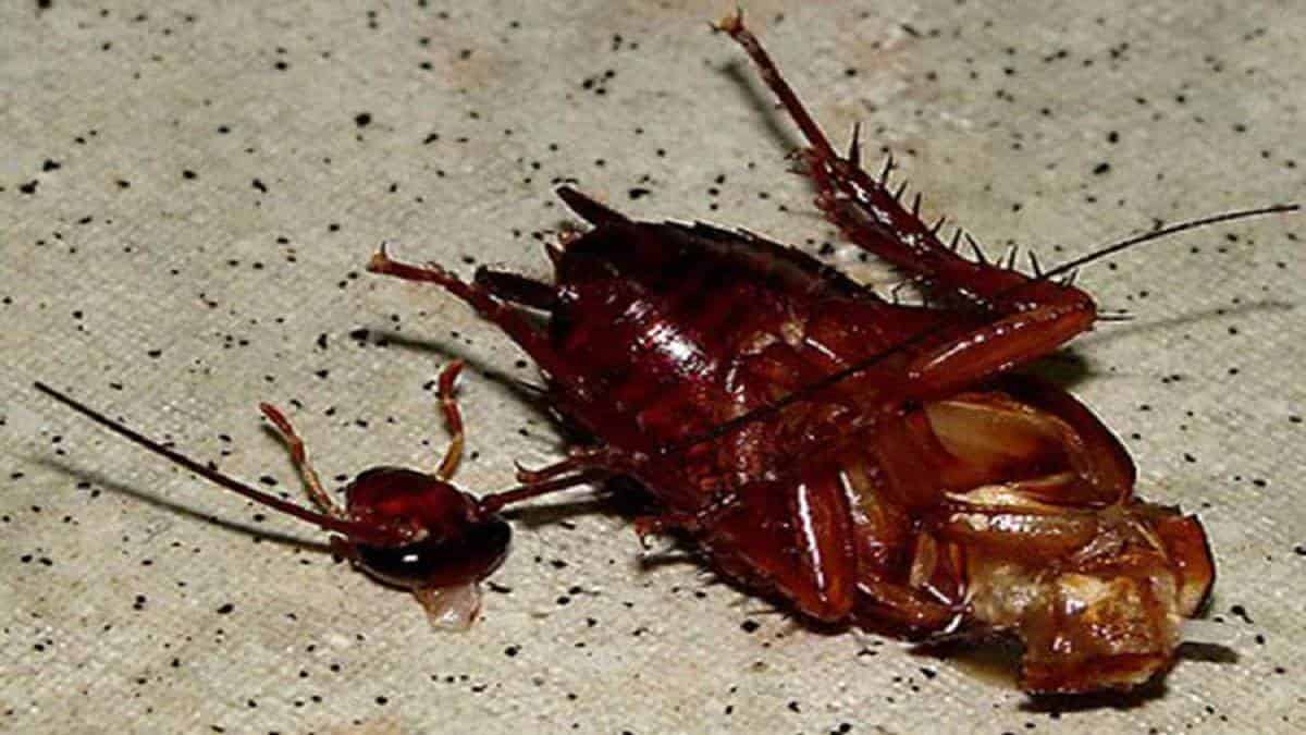 Cockroaches can live without HeadFact or Fiction ? The Tech Outlook