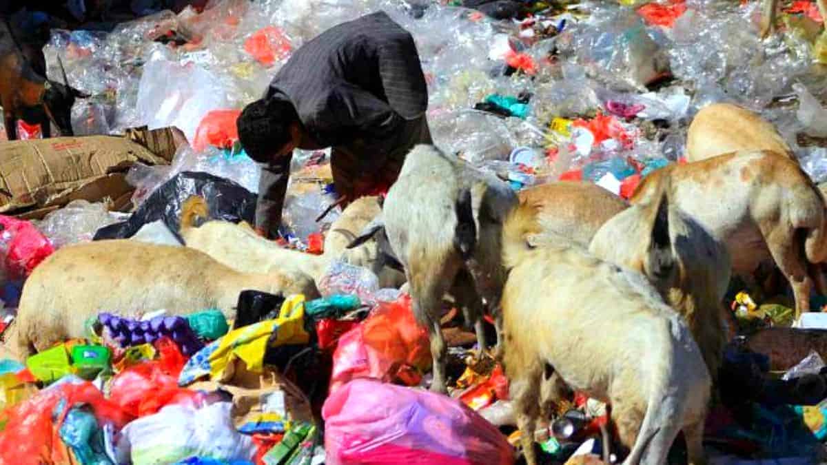 Yemen's conflict has led thousands of tons of toxic waste to pile up in the landfills of Sanaa
