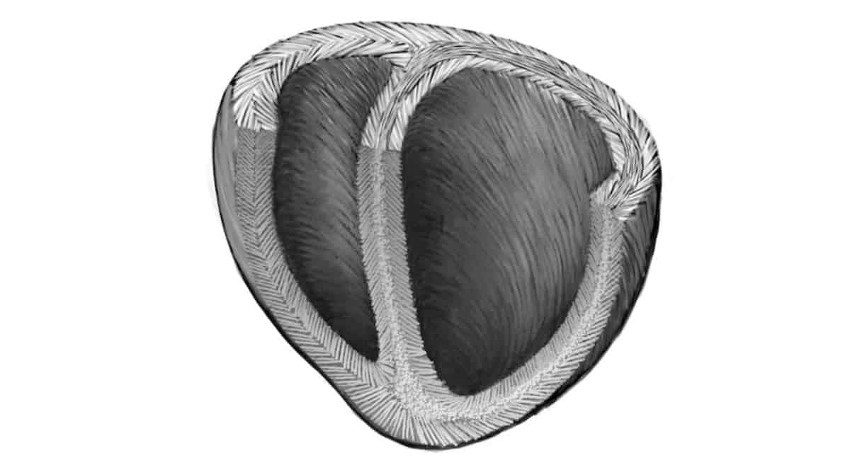 Scientists introduces Heart Helical Structure Model