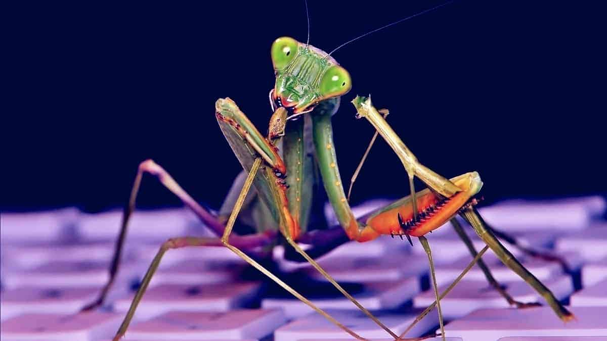 roaming mantis malware