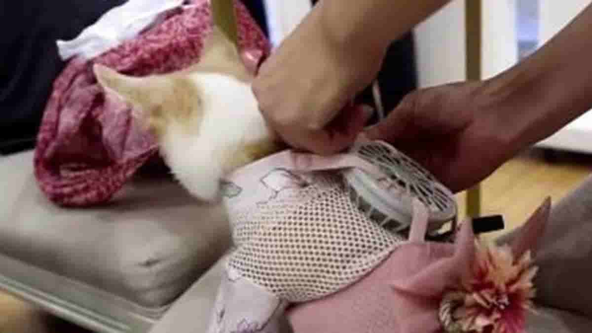 To combat Japan's scorching weather, dogs and cats are given wearable