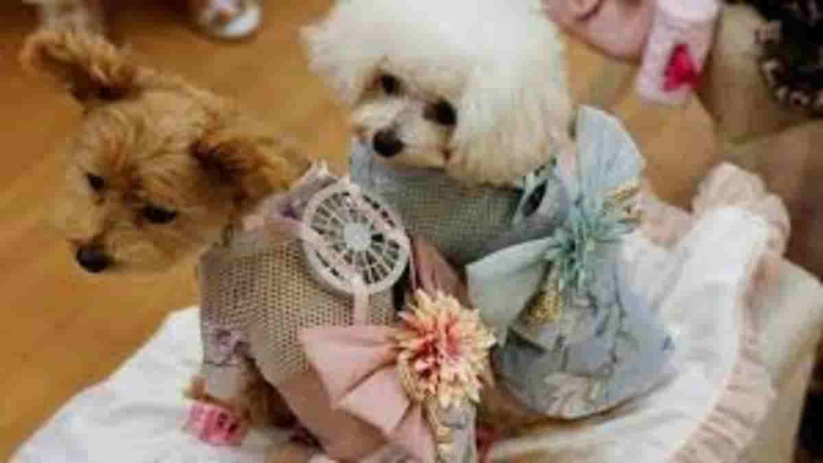 To combat Japan's scorching weather, dogs and cats are given wearable fans