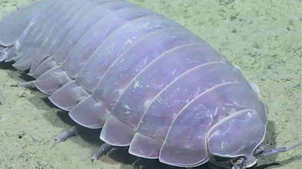 Bathonymus yucatanensis