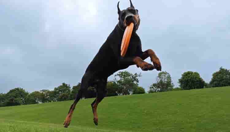 iQOO 11S camera sample