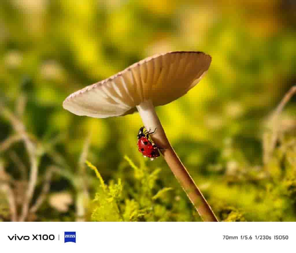 Vivo X100 telephoto macro shots