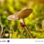 Vivo X100 telephoto macro shots