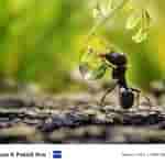 Vivo X Fold 3 Pro - Telephoto