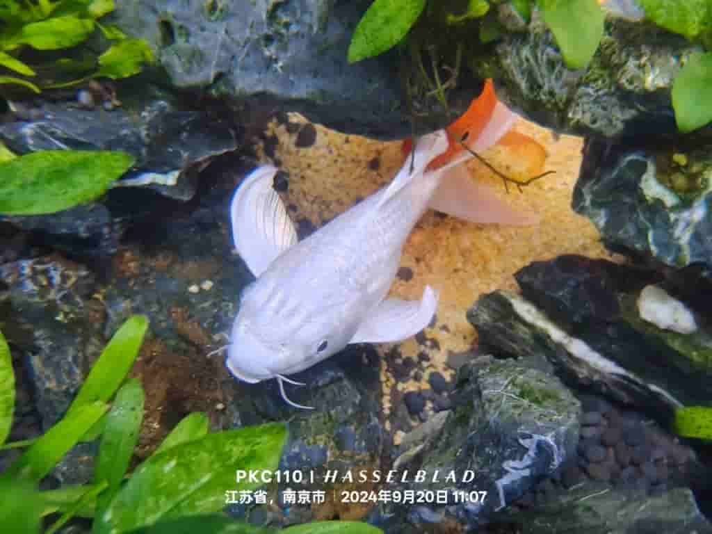 OPPO Find X8 Pro - Camera Samples (4)