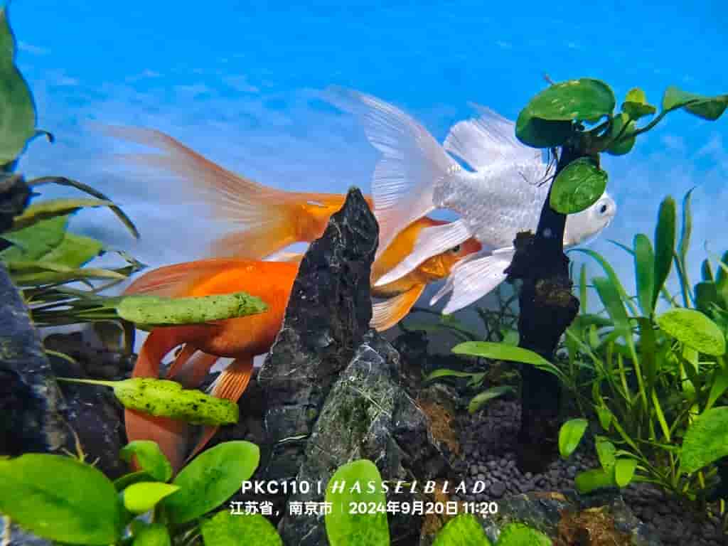 OPPO Find X8 Pro - Camera Samples (5)