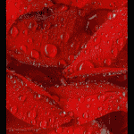 Nothing Phone (3a) Series - Officially Shared Macro Shots (4)