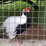 Meizu mblu 22 Pro - 50M Shot (1)