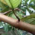 Meizu mblu 22 Pro - Micro Shot (1)