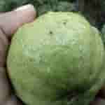 Meizu mblu 22 Pro - Micro Shot (2)