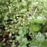 Meizu mblu 22 Pro - Micro Shot (3)