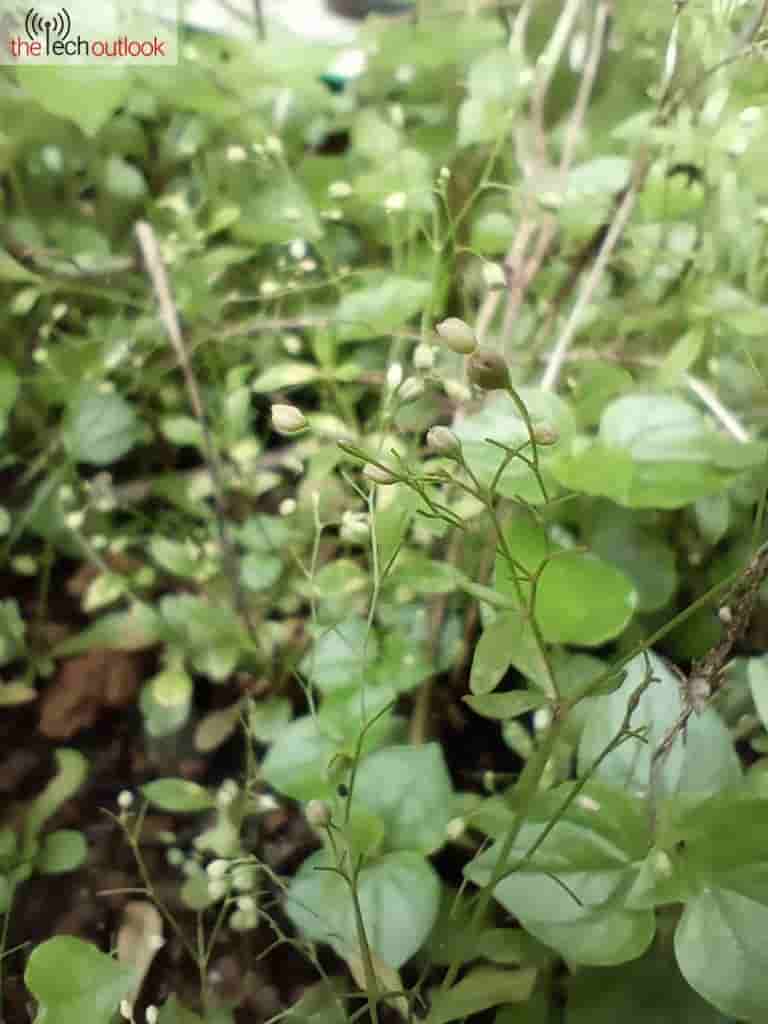 Meizu mblu 22 Pro - Micro Shot (3)