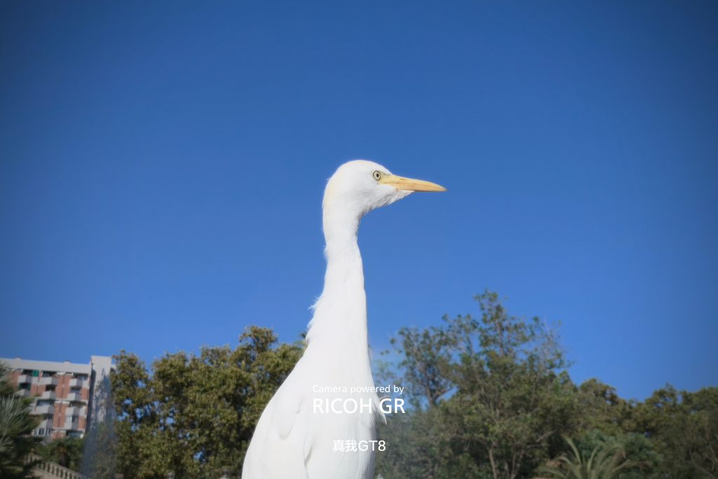 Realme GT 8- Camera Samples (9)