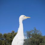 Realme GT 8- Camera Samples (9)