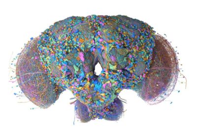Scientists from Google Research and HHMI Janelia built the first complete brain map for a male fruit fly