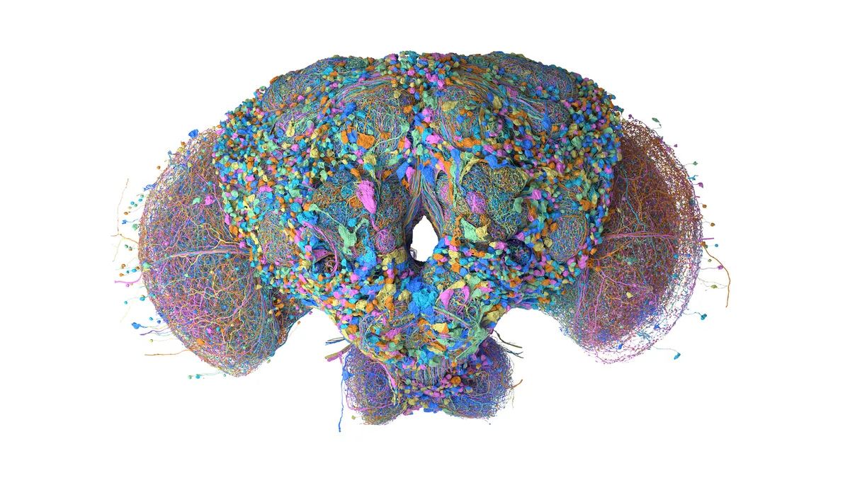 Scientists from Google Research and HHMI Janelia built the first complete brain map for a male fruit fly